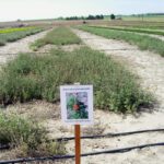 Gooseberryleaf globemallow growing in one wide row between rows of other forbs.