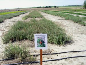 Gooseberryleaf globemallow growing in one wide row between rows of other forbs.