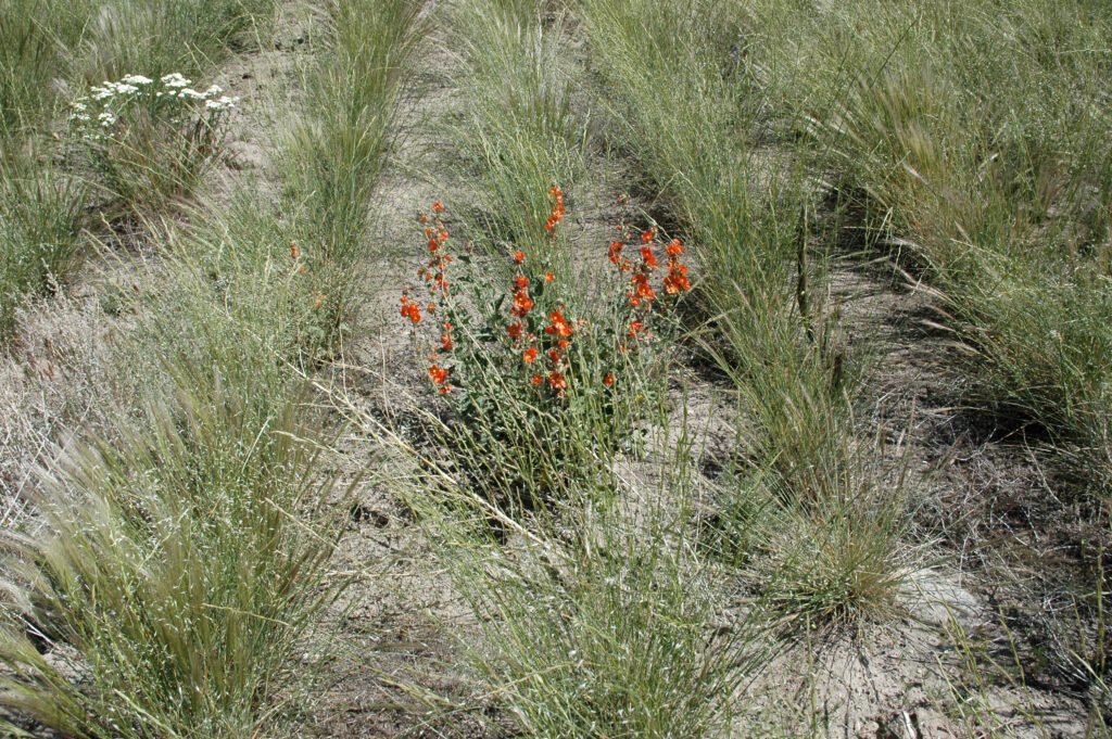 Munro's globemallow plant growing in rows with bunchgrasses and yarrow.