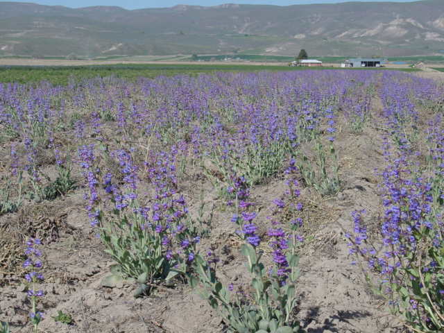 Flowering thickleaf beardtongue growing in rows in field.