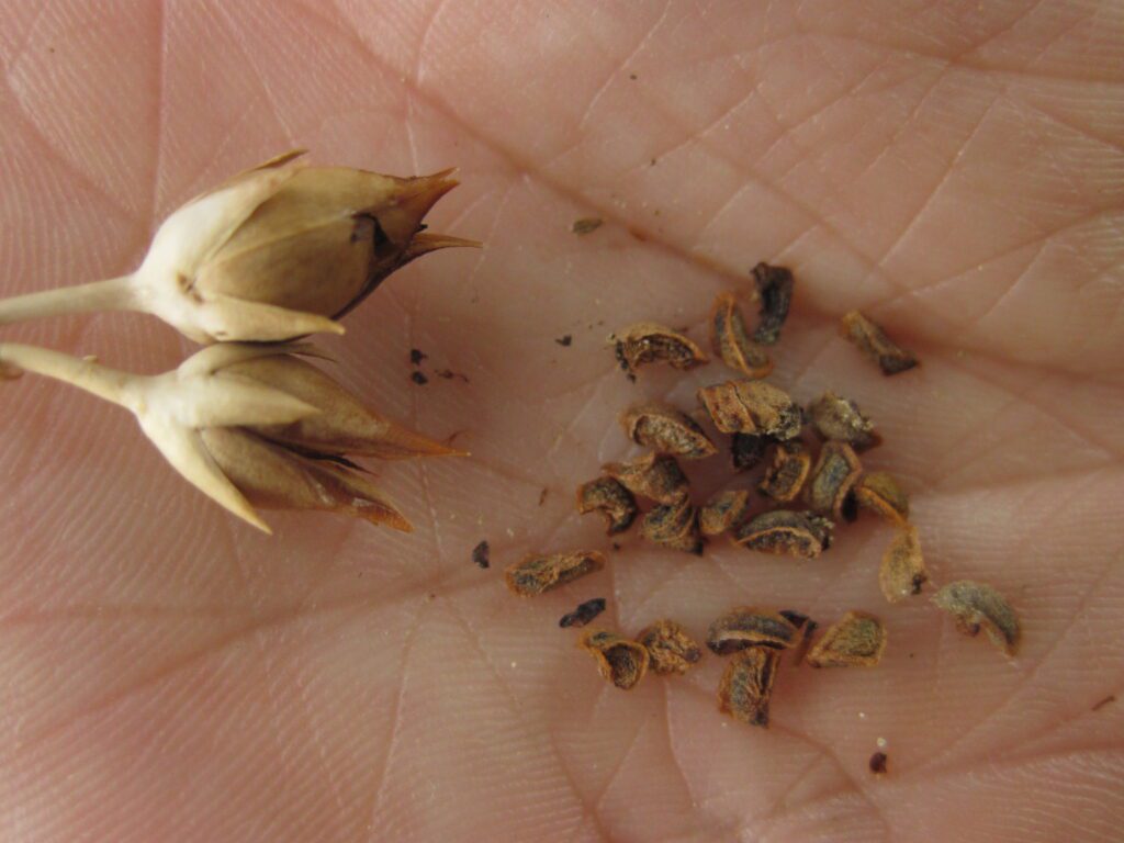 Two dry capsules with about 15 spilled out seeds 