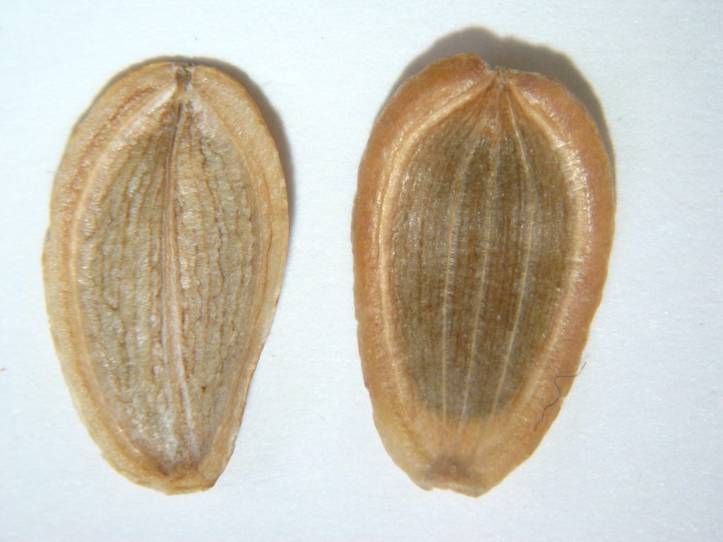 Individual seeds front and back of schizocarp