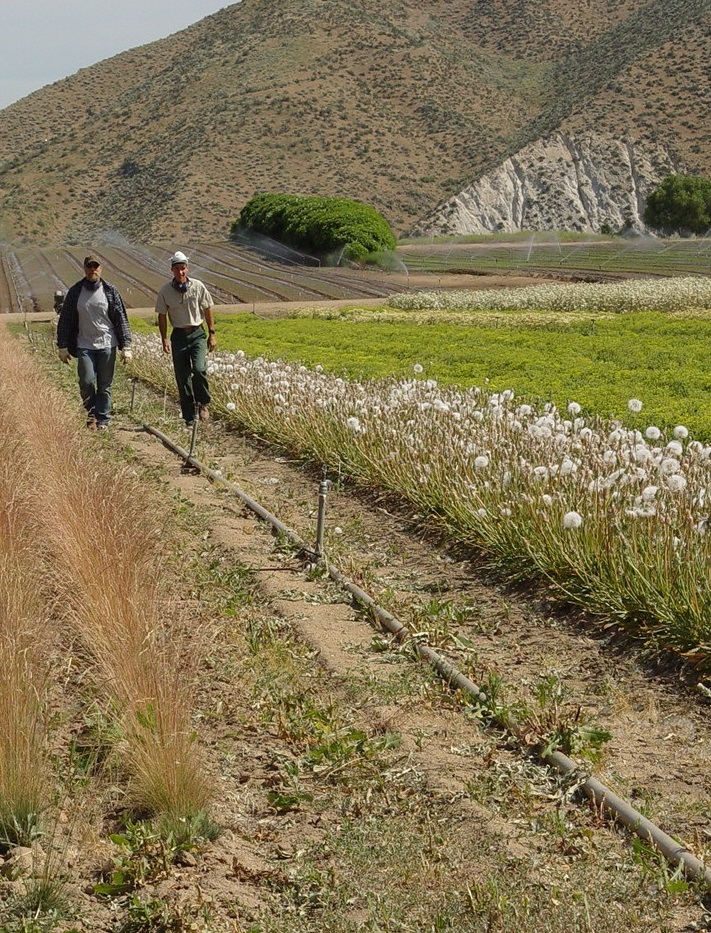 Two guys walk alongside a row of bigflower agoseris producing seed.