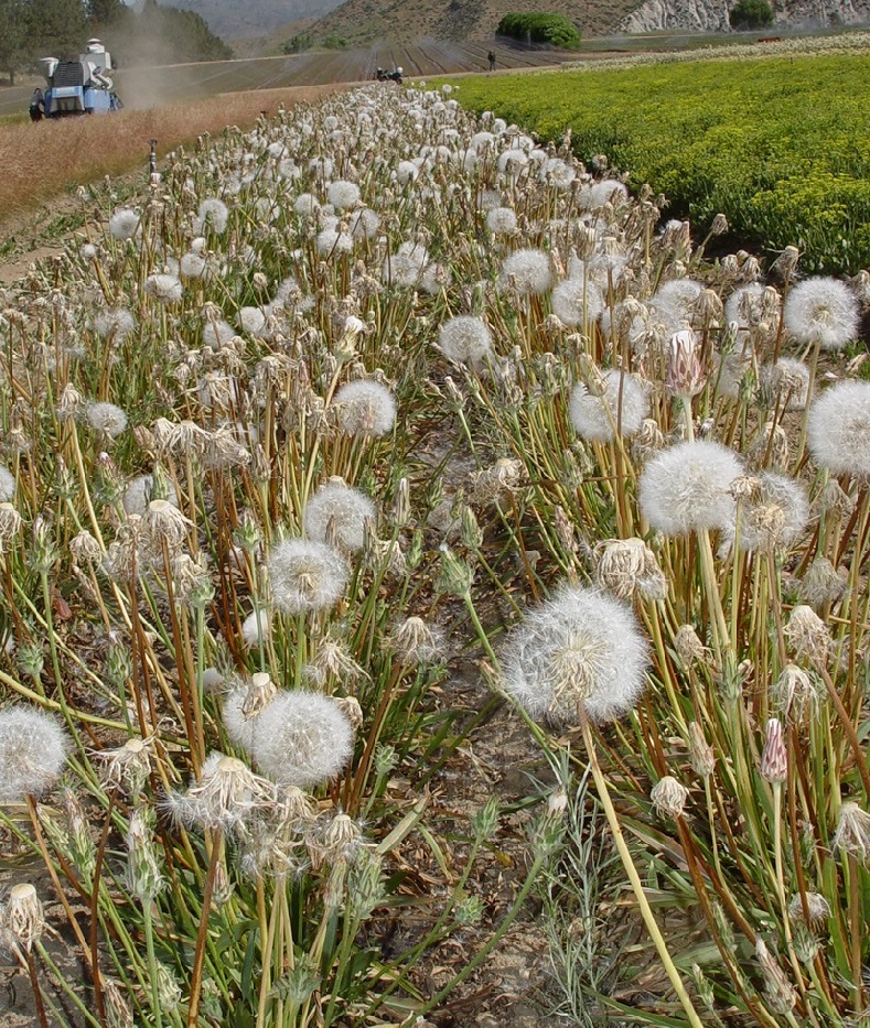 Row of bigflower agoseris growing in multispecies agricultural field