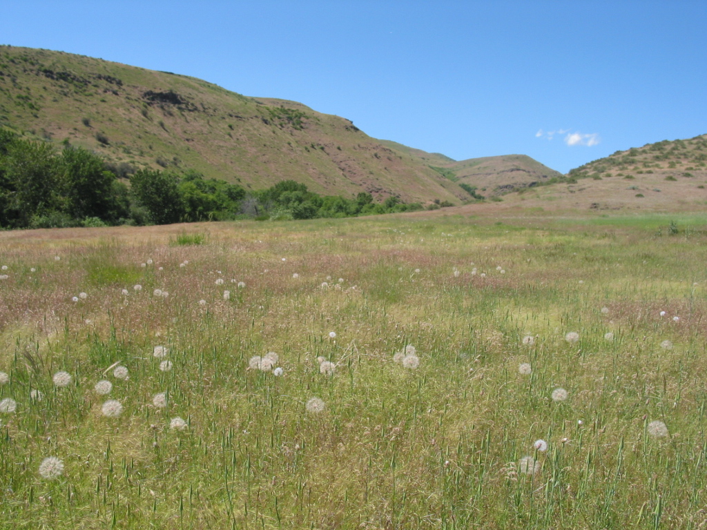 Open grassland with speckles of large dandelion like seed heads throughout.
