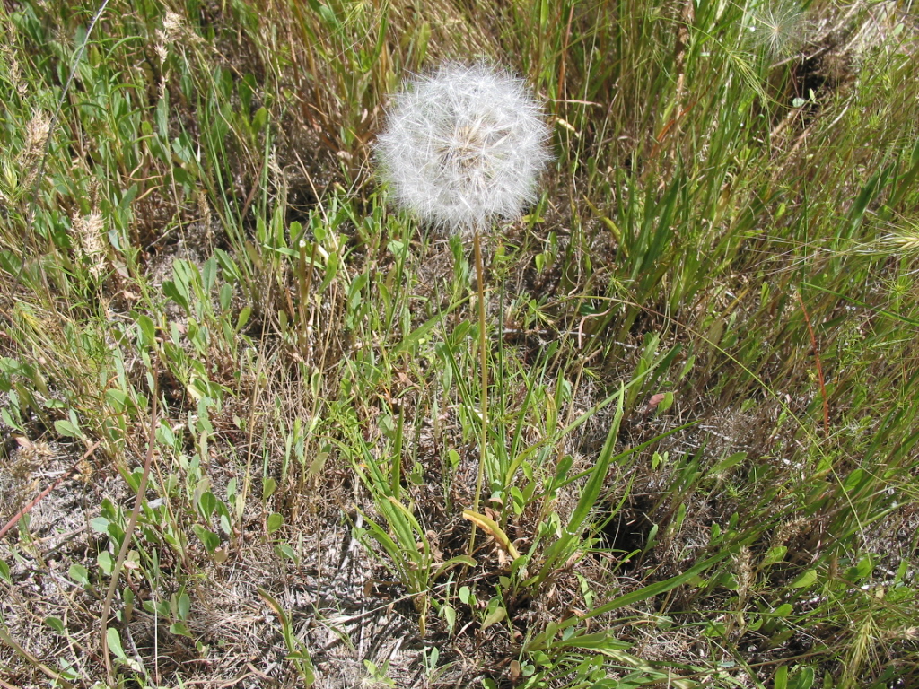 Scapose slender stem with large full dandelion-like seed head