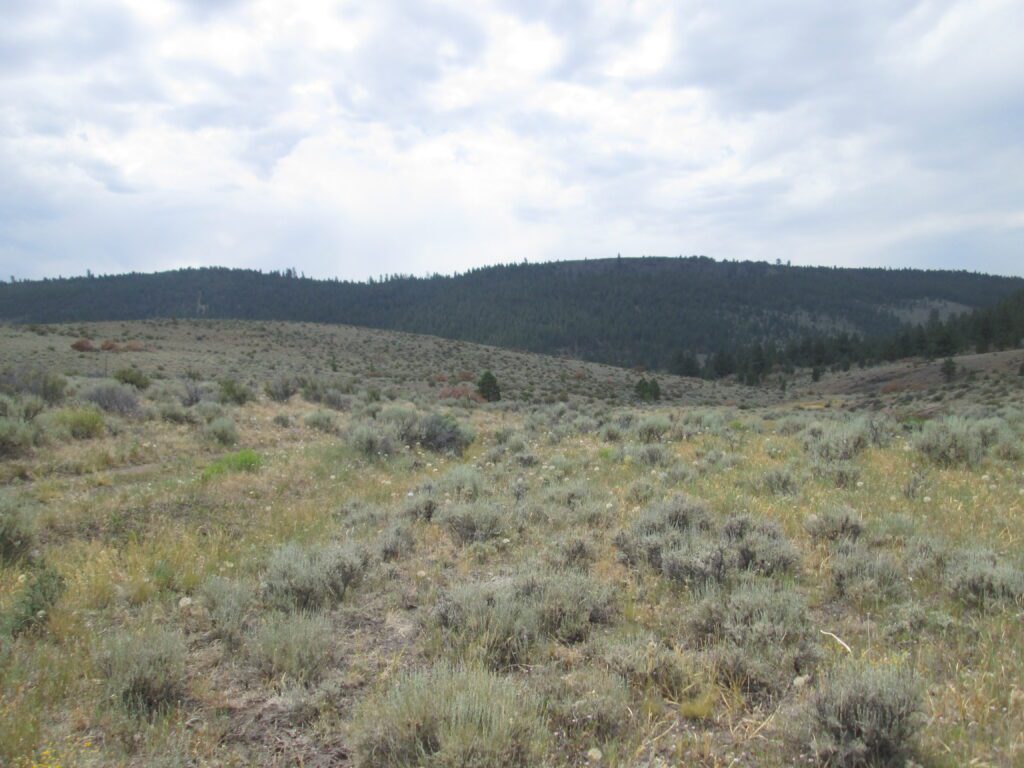 Big sagebrush shrubland speckled with bigflower agoseris seed heads.