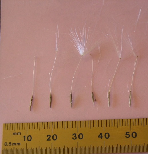 Six individual seeds with pappi. Seeds 1 mm wide and a little more than 5 mm long. Pappi about 40 mm long.