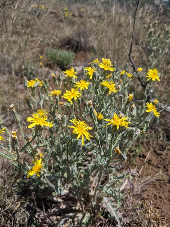 Plant with gray green herbage, yellow ray and disk flowers in head