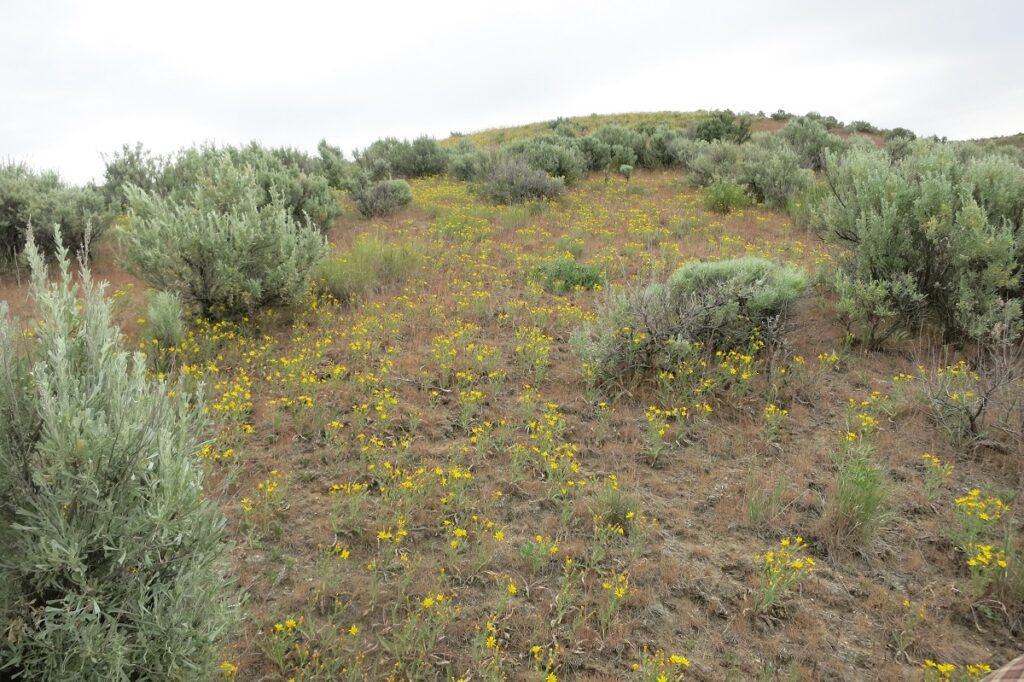 Dense population of largeflower hawksbeard in a sagebrush opening.