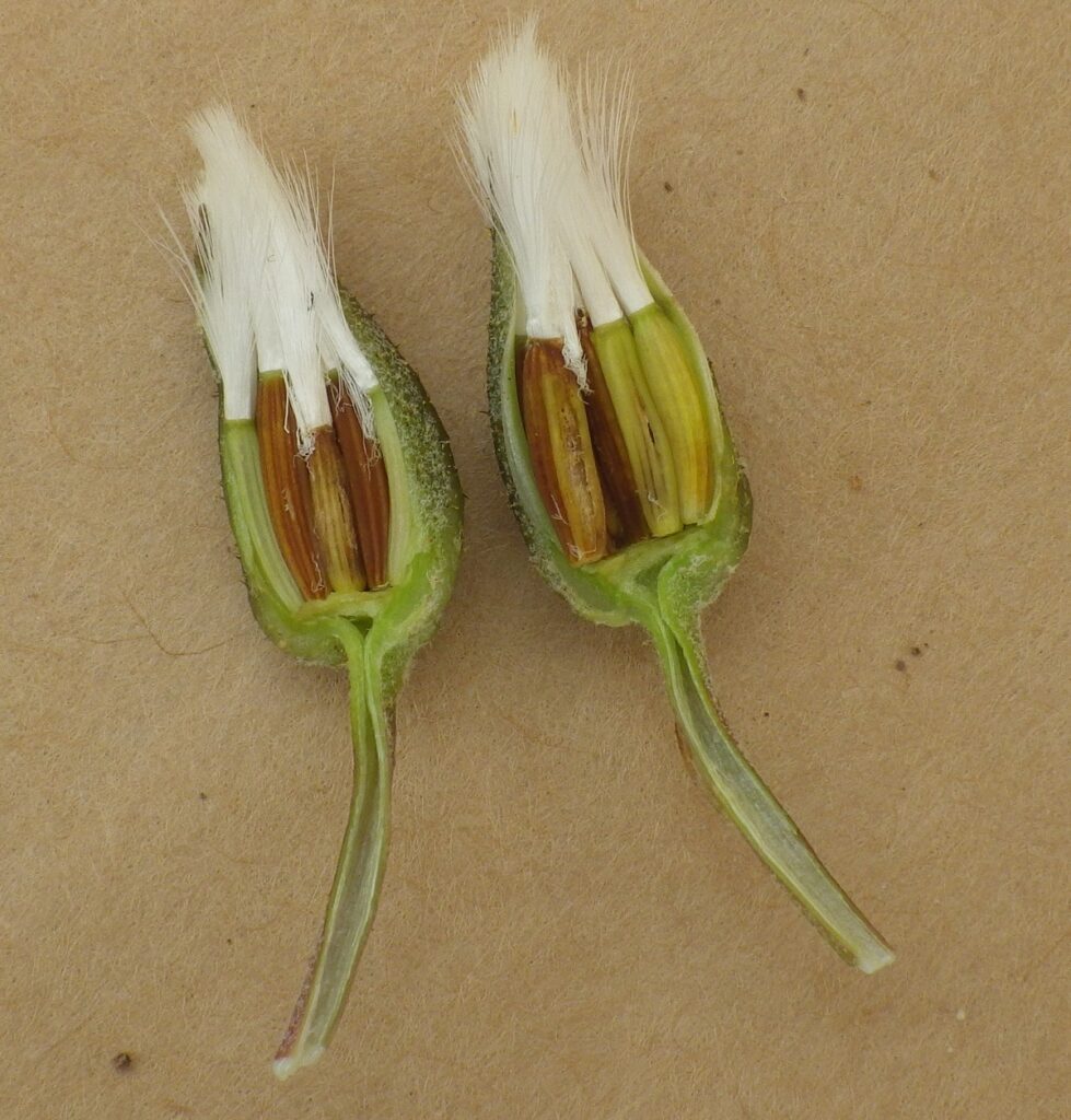 Cross-section of a seed head showing many green to brown achenes with white pappi attached and unopened