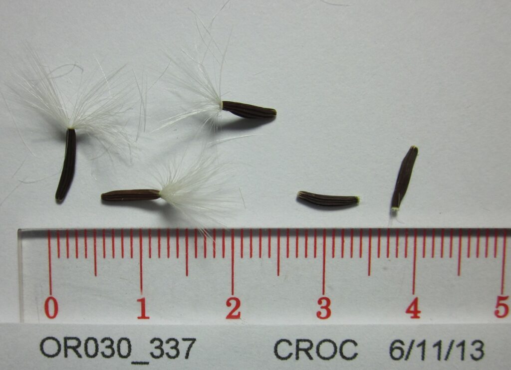 Dark brown achenes about 5 cm long and 1.5 cm broad. Pappus open and about 15 cm wide.