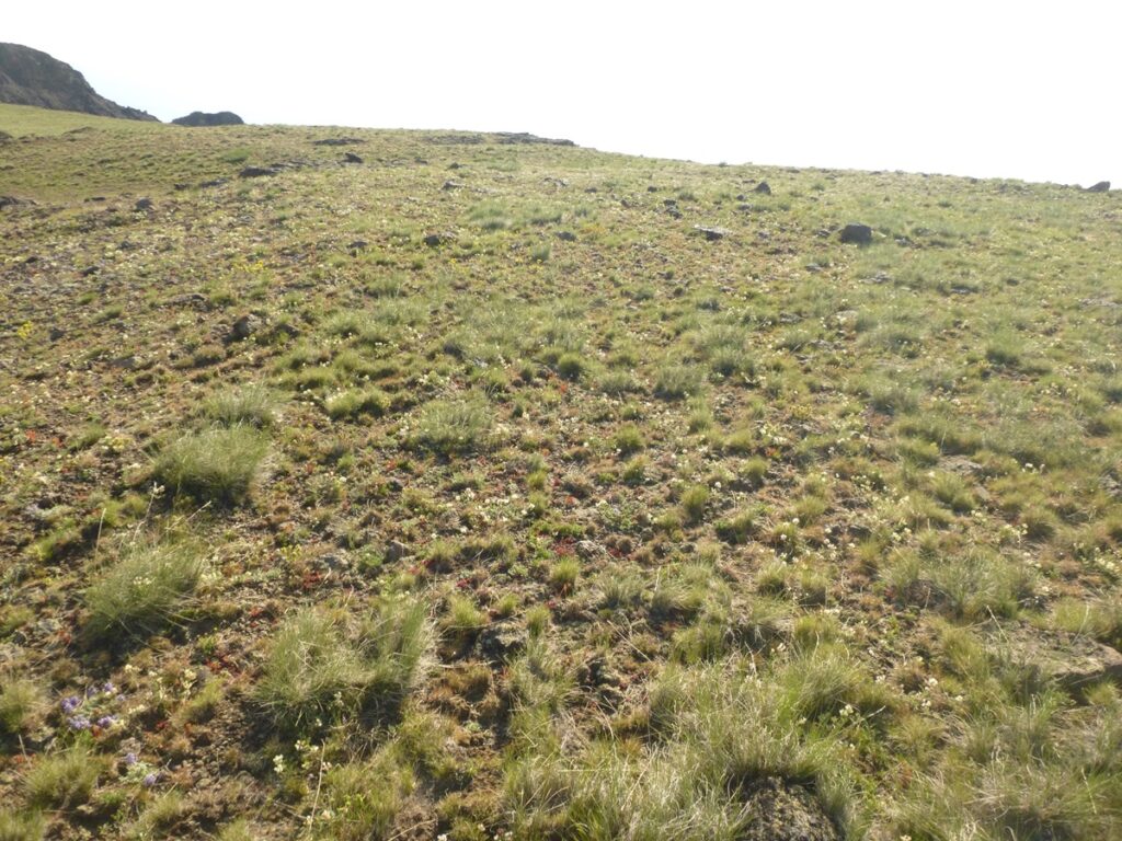 Semi-desert grassland