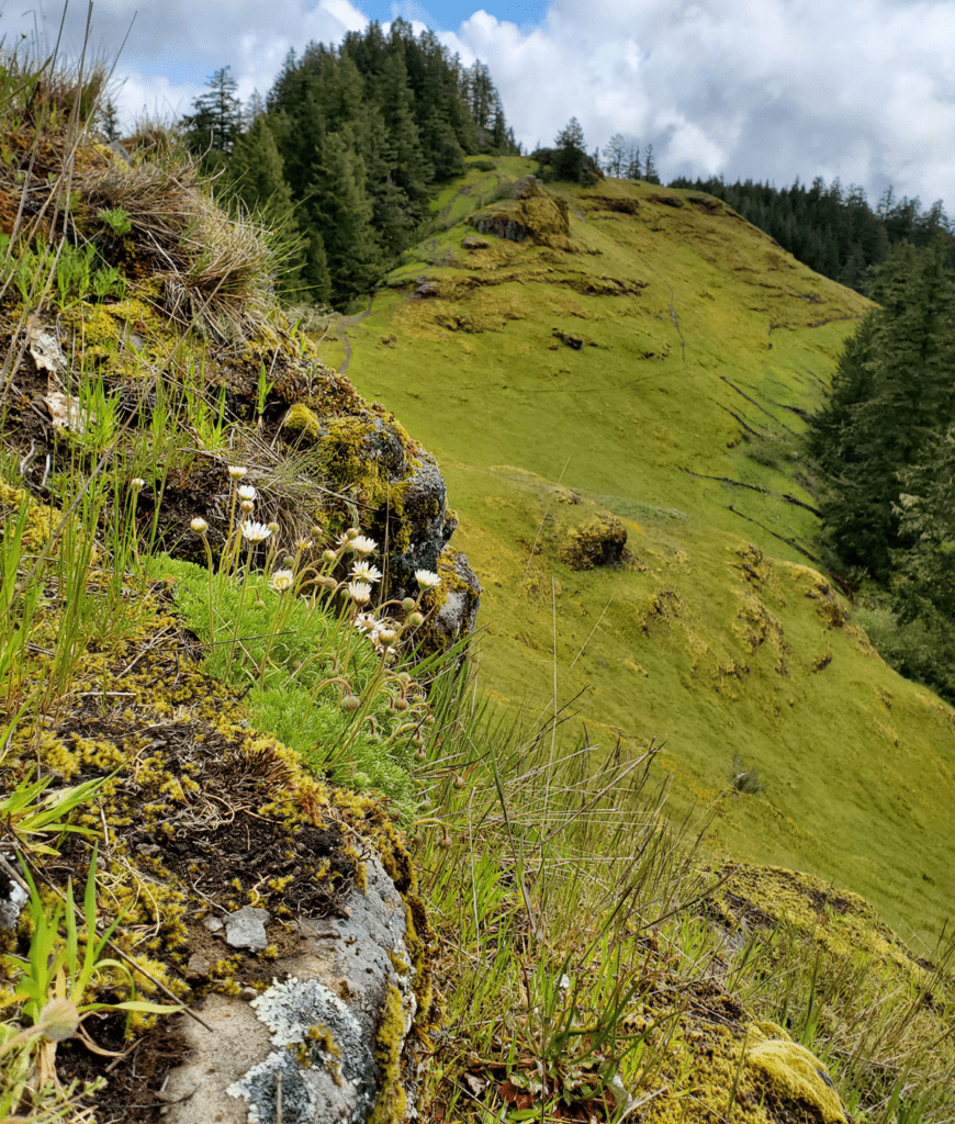 Alpine meadow opening 