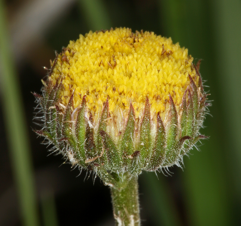 Flowerhead with disk florets