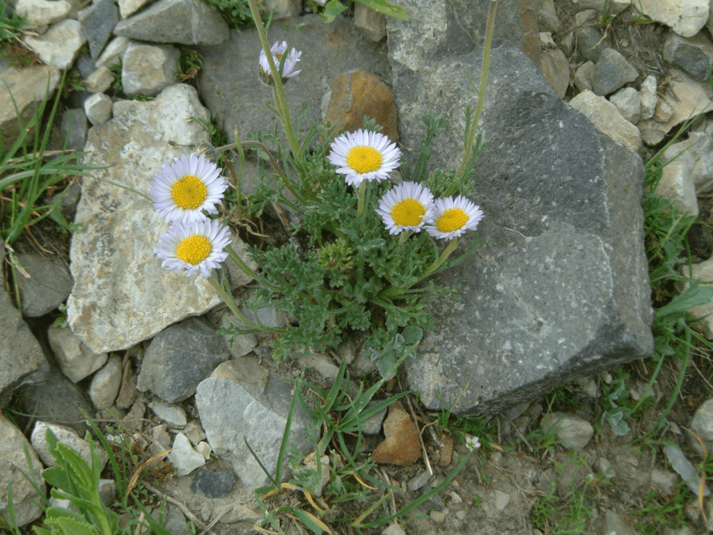 Cutleaf daisy with basal leaves and taller flower stalks