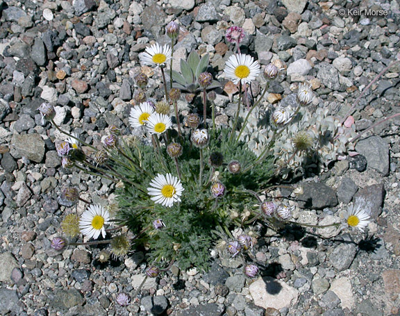 Cutleaf daisy in gravel