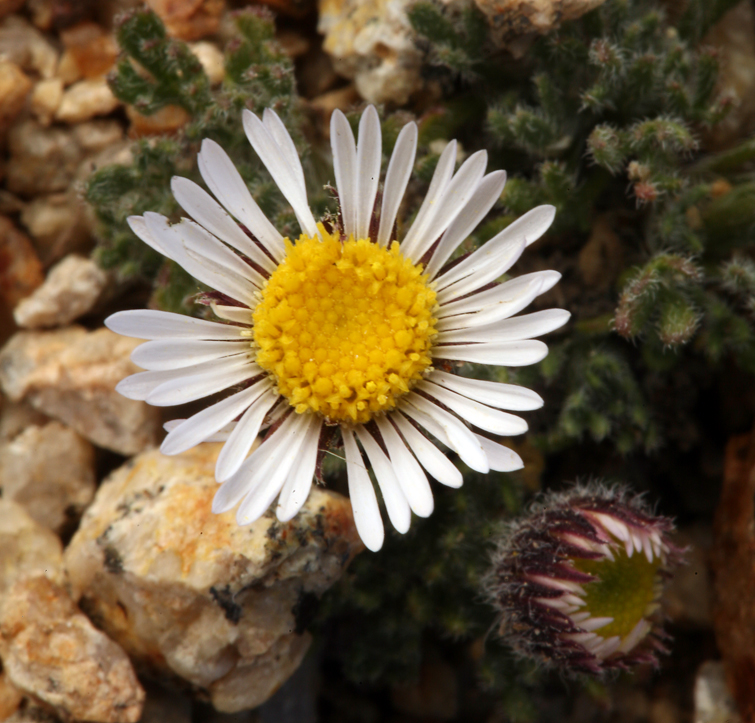 Flower head with yellow disk florets surrounded by white ray florets