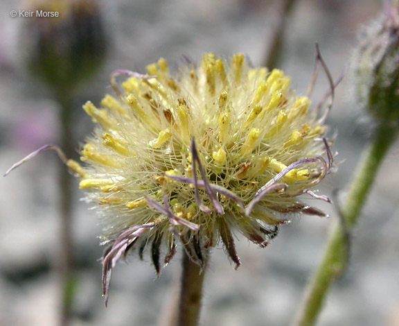 Seed head with fading florets and ripening seed