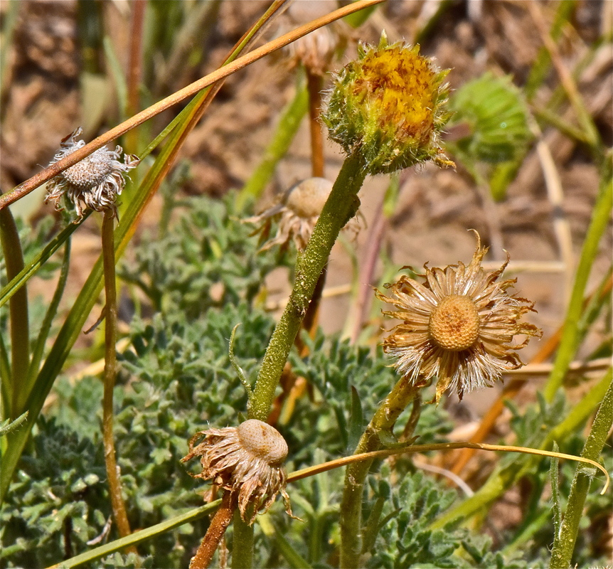 Plant with faded flower and almost entirely empty seed heads