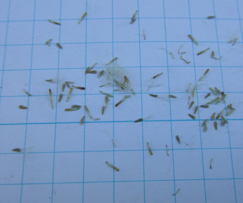 Tiny carrot shaped seeds with pappus about as long as seed body