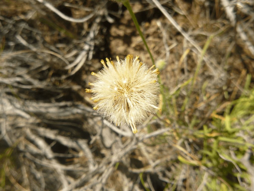 Fully opened dandelion-like seedhead of scabland fleabane. 