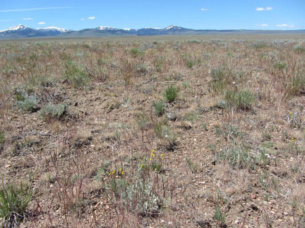 Scabland fleabane with yellow flowers growing with bunchgrasses and sagebrush on an semi-arid site.