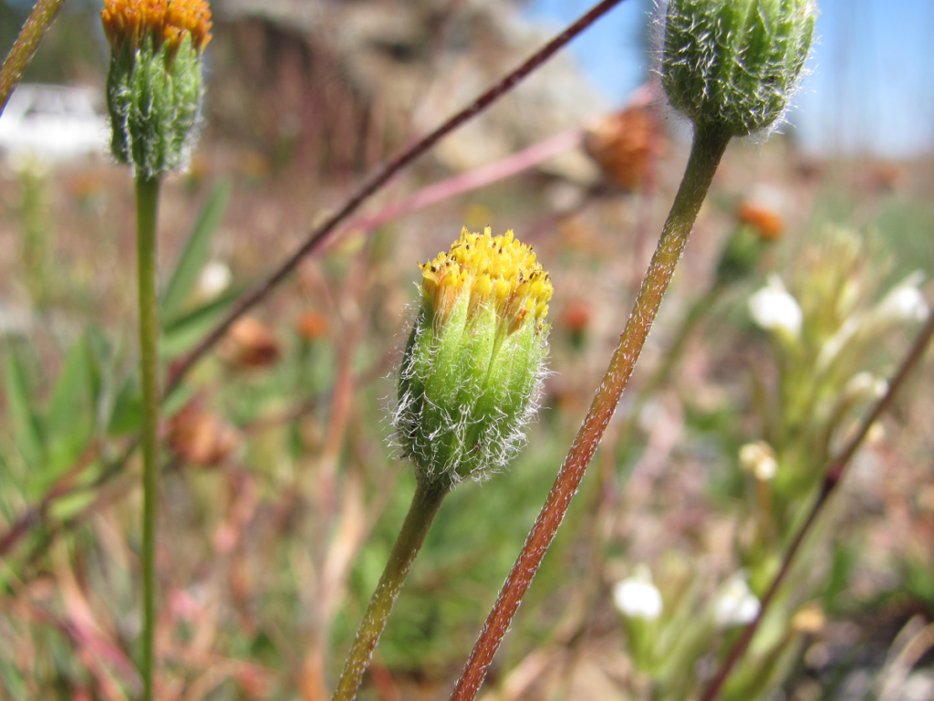 Terminal flower bud atop a lime green involucre with long white hairs and bracts with pointed tips.