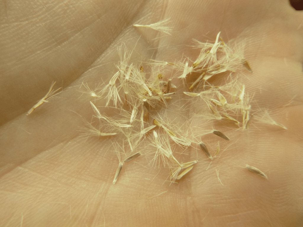 About 30 individual scabland fleabane seeds with attached pappi. Tiny seed bodies with hairs of pappus approximating length of seed bodies.