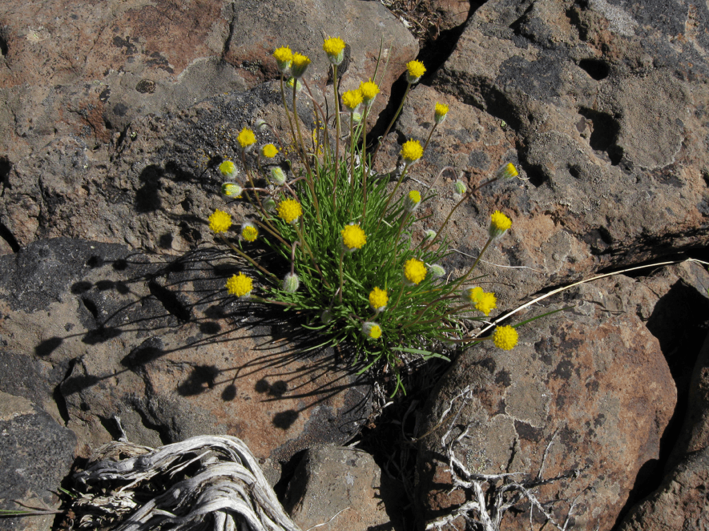 Scabland fleabane with yellow pincushion flowers growing between large rocks.