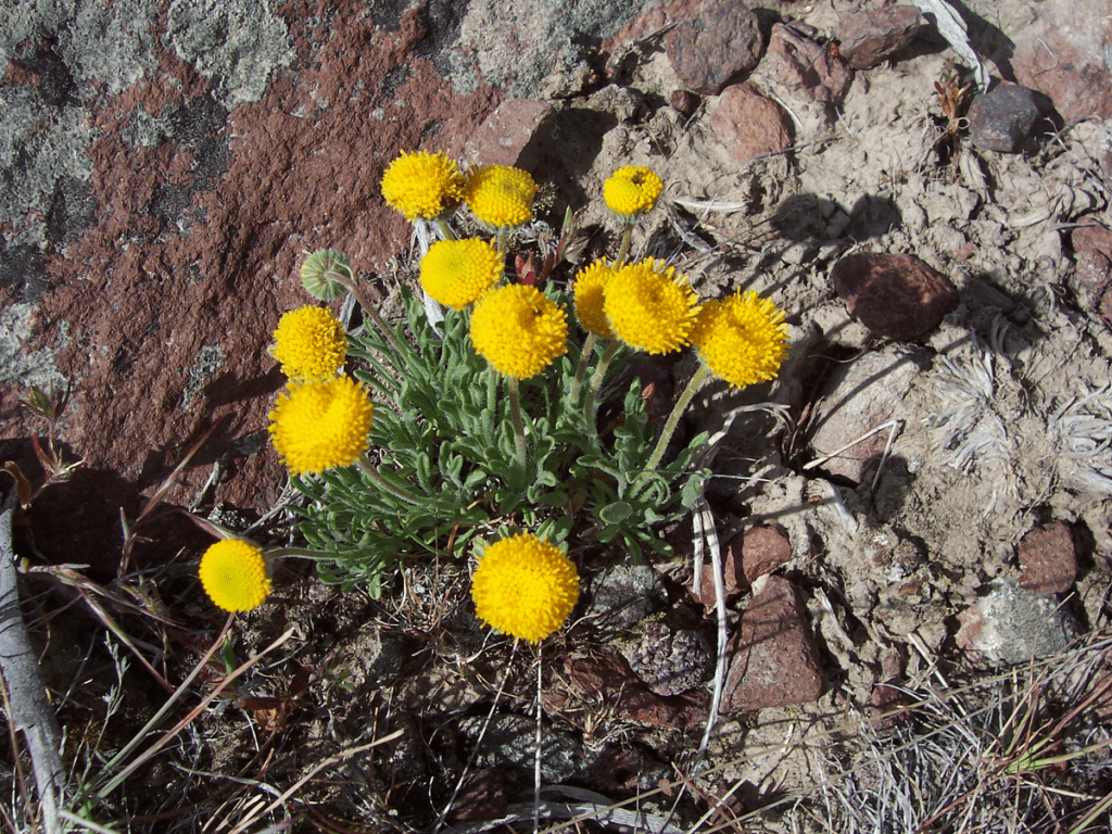 Scabland fleabane growing compactly in dirt between rocks.