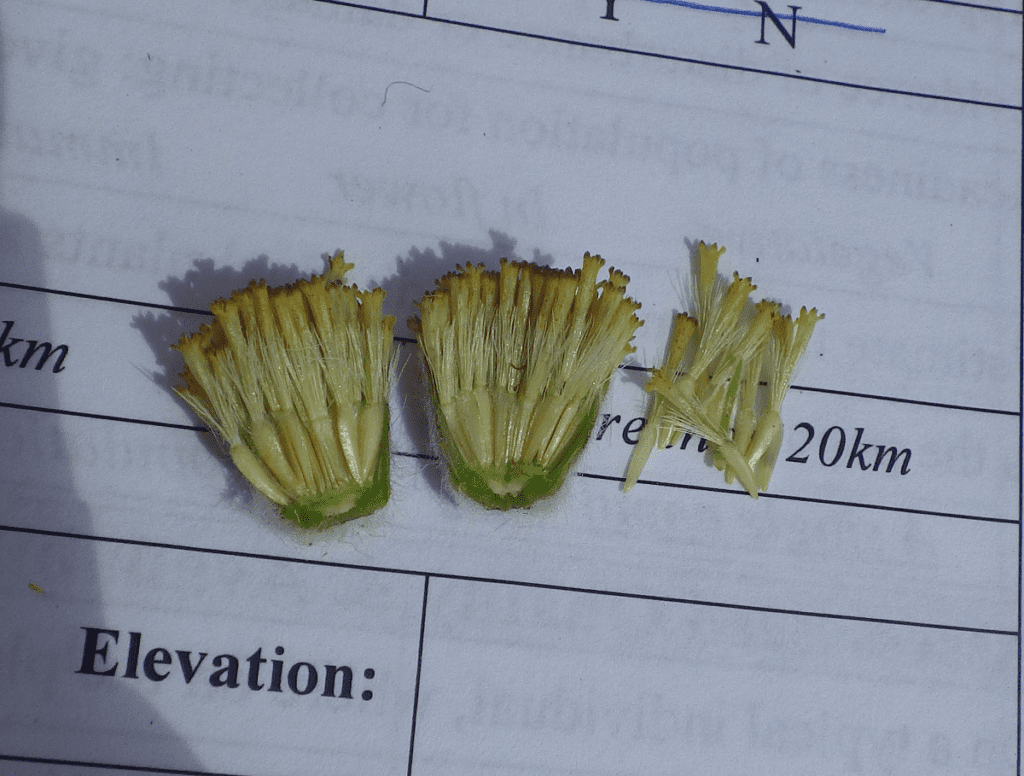 Seed head cut in half showing many tiny immature carrot shaped seeds with pappi and fading flower parts attached