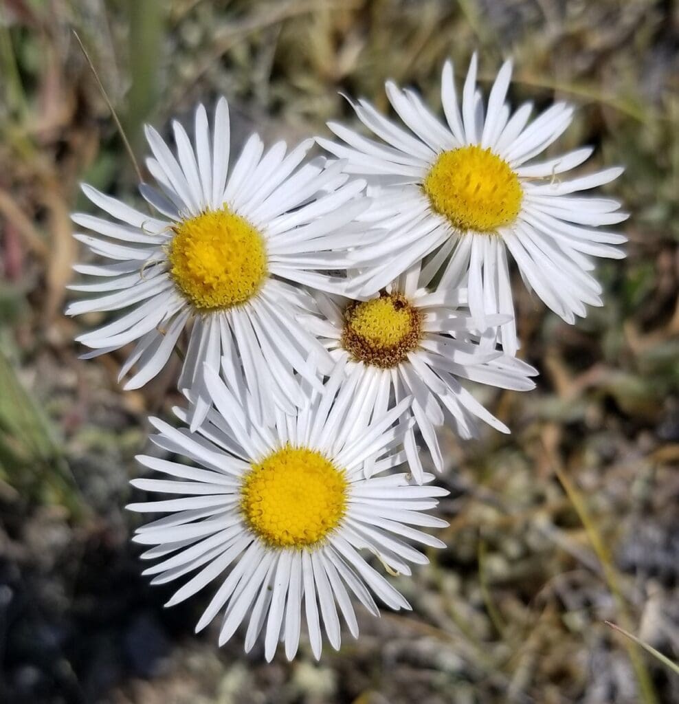 Spreading fleabane flowers: yellow disks surrounded by slender, white rays