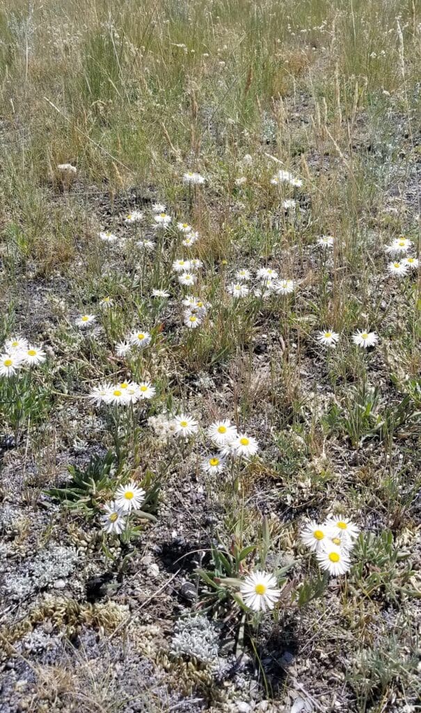 Spreading fleabane growing in a Montana grassland