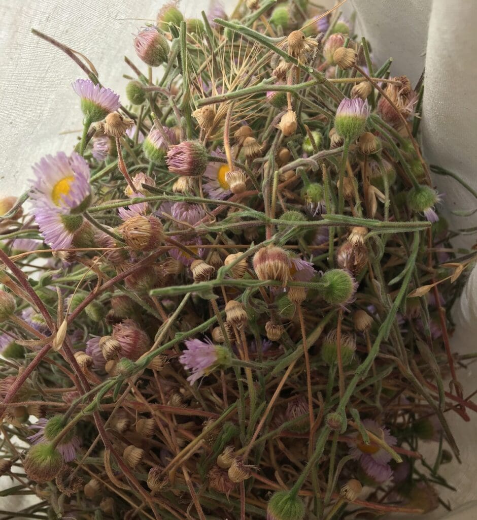 Breathable bag with 100s of clipped spreading fleabane flower and seedhead stems