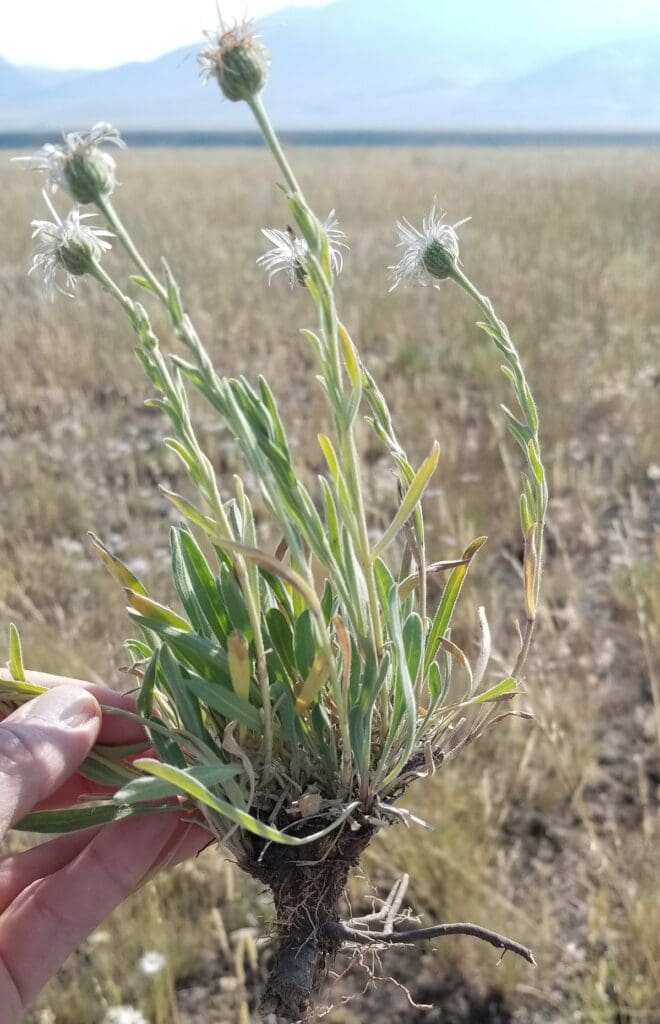 Spreading fleabane with thick taproot