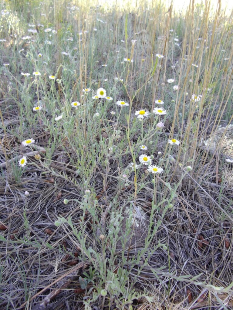 Spreading fleabane growing in litter 