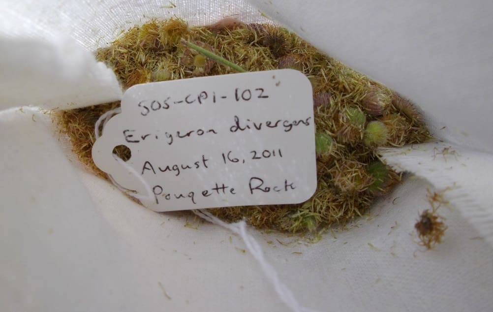 Breathable bag with spreading fleabane seedheads and loose seeds