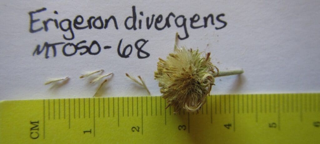 Spreading fleabane seed head with tiny individual seeds with pappi