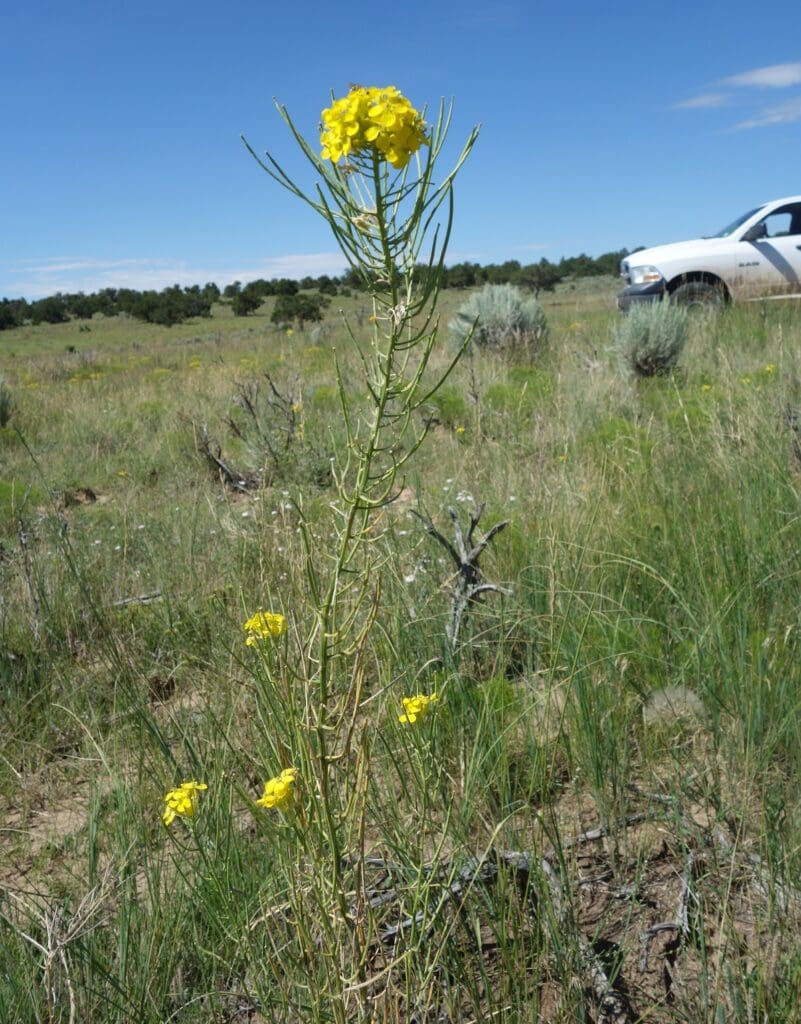 Sanddune wallflower plant with flowers above long slender siliques