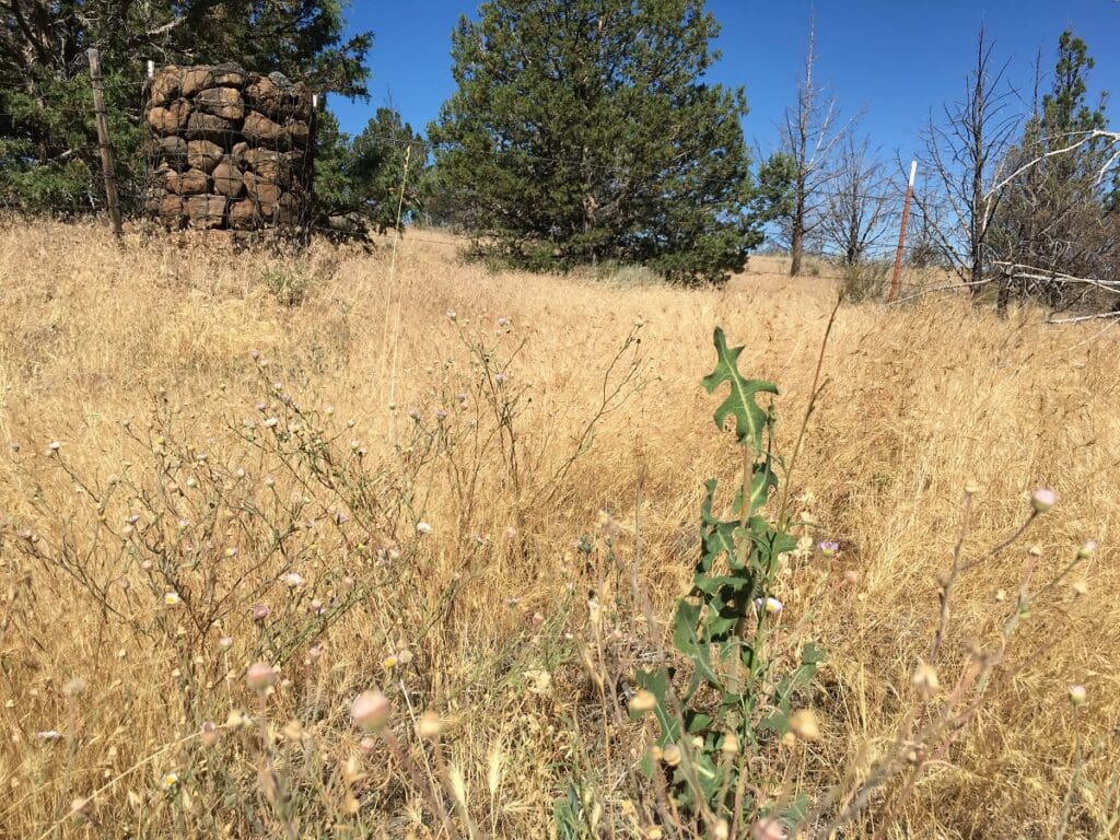 Spreading fleabane growing in a weedy area in California