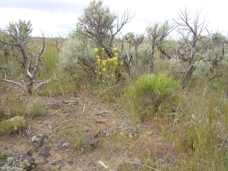 Single sanddune wallflower with yellow flowers growing with big sagebrush