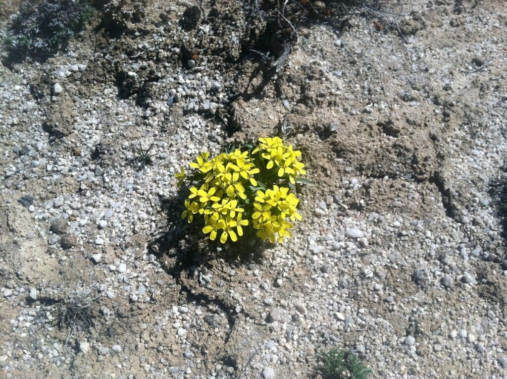 Dwarf sanddune wallflower surrounded by a lot of bare ground