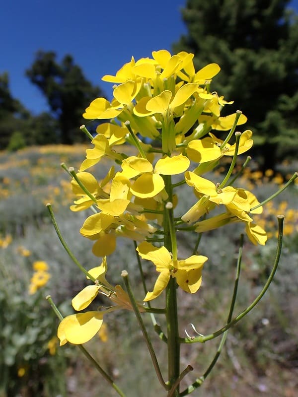 Sanddune wallflower inflorescence with open flowers and developing fruits