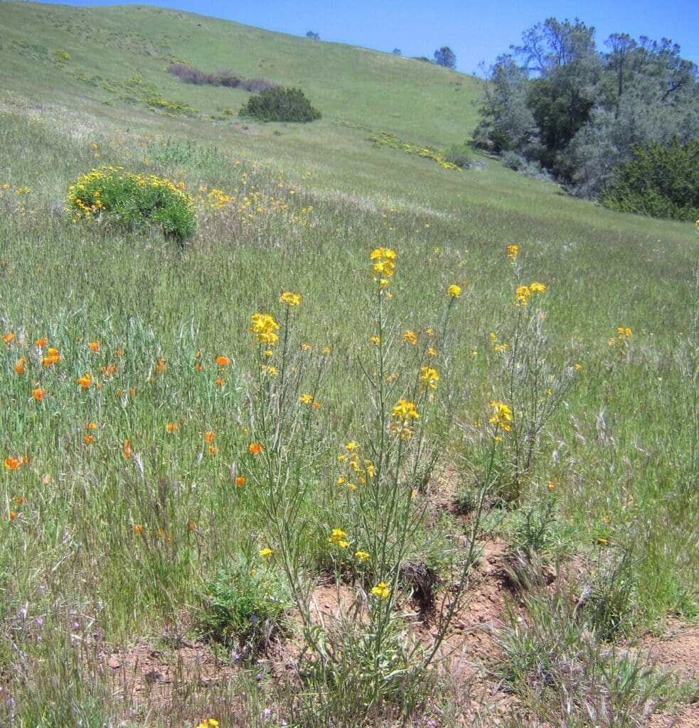 Sanddune wallflower growing in a grassland habitat in CA