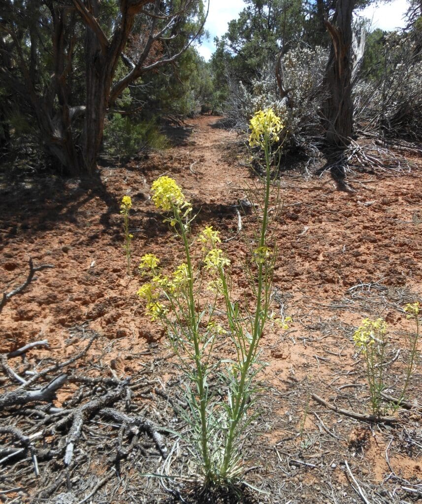 Three sanddune wallfowers growing in PJ opening