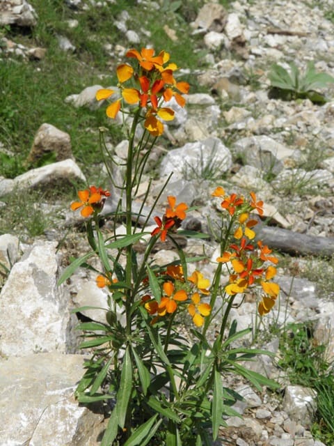 Sanddune wallflower with orange flowers, growing on a rocky site