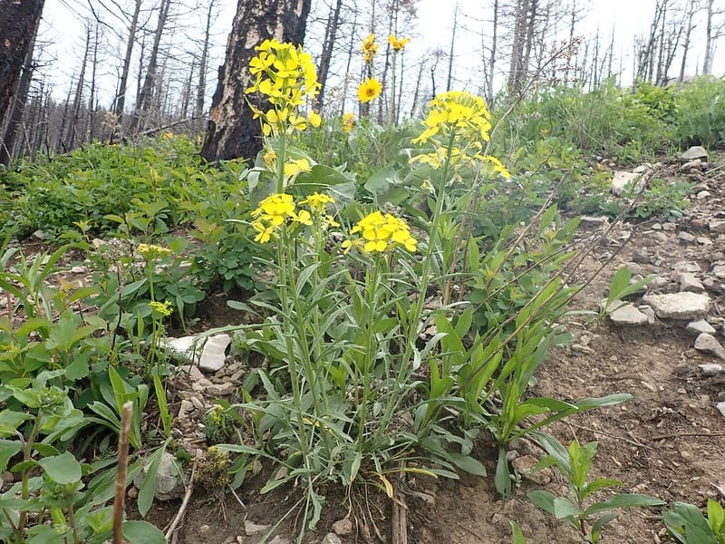 Large sanddune wallflower in recently burned forest 