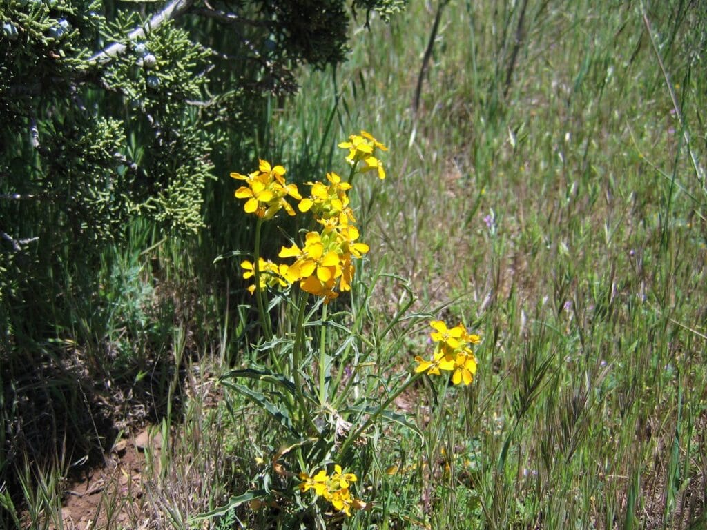 Sanddune wallflower growing near juniper tree and cheatgrass