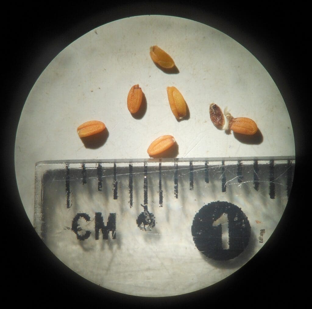 Six clean sanddune wallflower seeds that are tiny, cylindrical. yellow orange color